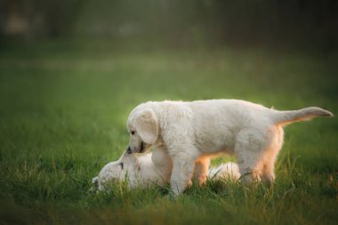 iki Golden Retriever puppys çim ve oyun üzerinde çalışır