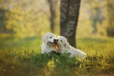 iki Golden Retriever puppys çim ve oyun üzerinde çalışır