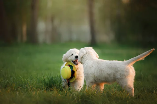 ลูกหมาโกลเด้นรีทรีฟเวอร์สองตัววิ่งบนหญ้าและเล่น — ภาพถ่ายสต็อก