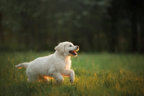 Dos Golden Retriever cachorros corre sobre la hierba y jugar —  Fotos de Stock
