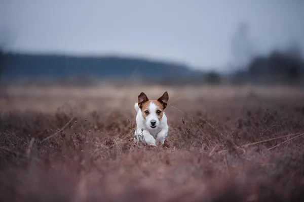 Ein kleiner Hund läuft in einem Heidefeld — Stockfoto