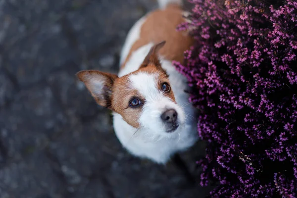 Cagnolino con un fiore di erica. Fuori. — Foto Stock