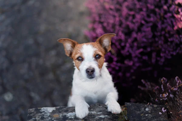 Un perrito con una flor de brezo. Afuera. — Foto de Stock