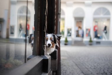 Sadık köpek street, Avrupa, eski şehir. Aussie