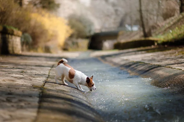 Pequeño perro Jack Russell Terrier jugando con agua — Foto de Stock