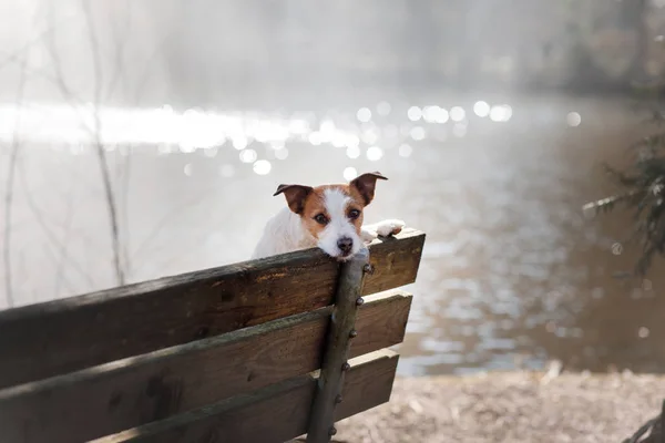 犬のジャック ラッセル テリアが外のベンチに座っています。 — ストック写真