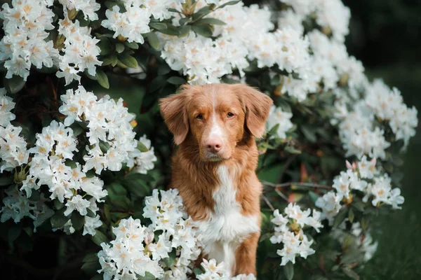 Retrato de um cão em um fundo de flores brancas . — Fotografia de Stock