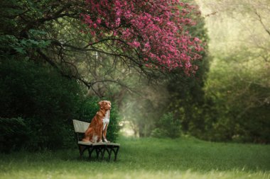 köpek yakınında rosewood parkta bir bankta oturuyor.