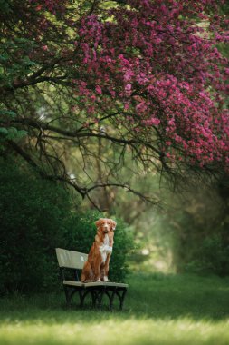 köpek yakınında rosewood parkta bir bankta oturuyor.