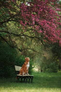 köpek yakınında rosewood parkta bir bankta oturuyor.