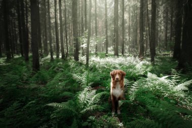 köpek ormandaki bir fern oturur. Doğa evde beslenen hayvan. Nova Scotia Duck Tolling Retriever, Toller