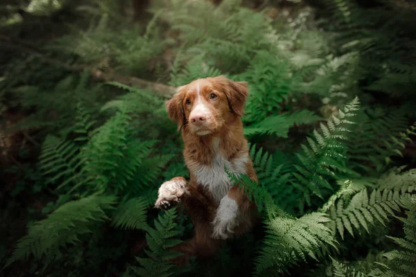Hond in het bos zit in een fern. Huisdier op de natuur. Toller — Stockfoto