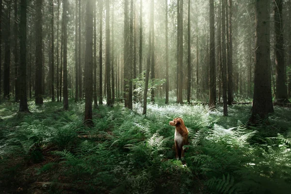 Dog in the forest sits in a fern. Pet on the nature. Toller — Stock Photo, Image