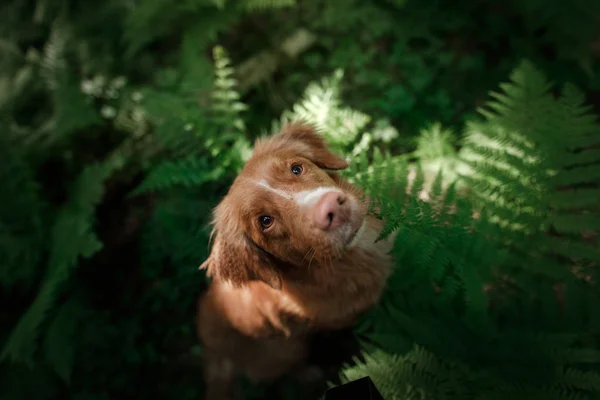 Dog in the forest sits in a fern. Pet on the nature. Toller — Stock Photo, Image