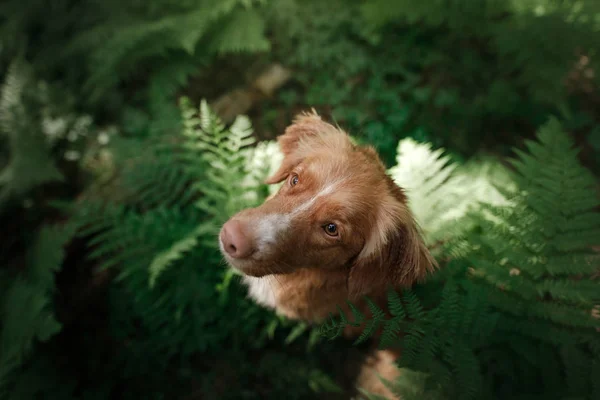 O cão na floresta senta-se em uma samambaia. Animal de estimação na natureza. Toller. — Fotografia de Stock