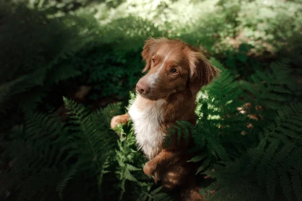 O cão na floresta senta-se em uma samambaia. Animal de estimação na natureza. Toller. — Fotografia de Stock