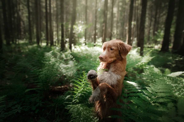 Hund im Wald sitzt in einem Farn. Haustier auf die Natur. Toller — Stockfoto