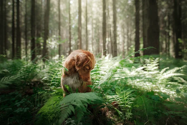 Chien dans la forêt est assis dans une fougère. Pet sur la nature. Poussette — Photo