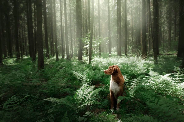 Perro en el bosque se sienta en un helecho. Mascota en la naturaleza. Toller. —  Fotos de Stock