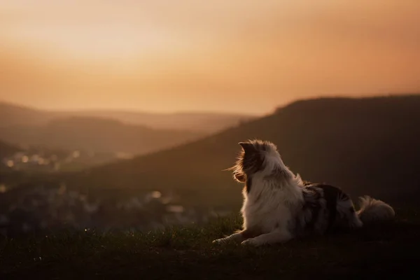 Hund bei Sonnenuntergang in den Bergen. Australischer Schäferhund — Stockfoto