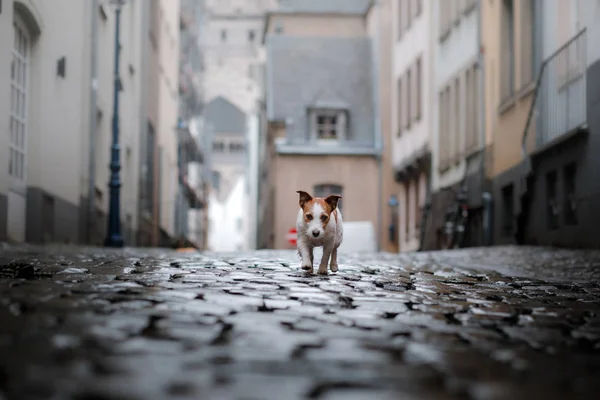 Dog in city in the rain. Jack Russell Terrier in Europe — Stock Photo, Image