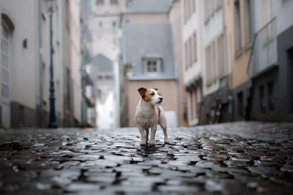Dog in city in the rain. Jack Russell Terrier in Europe — Stock Photo, Image