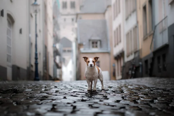 Dog in city in the rain. Jack Russell Terrier in Europe — Stock Photo, Image