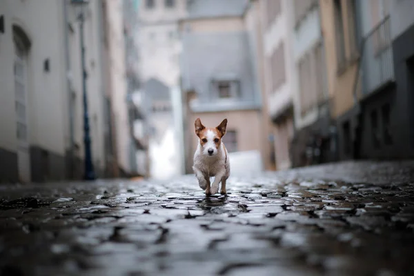 Perro en la ciudad bajo la lluvia. Jack Russell Terrier en Europa — Foto de Stock