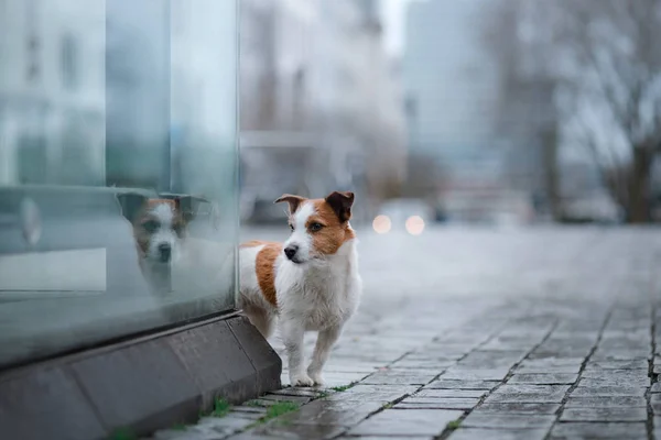 Dog in city in the rain. Jack Russell Terrier in Europe — Stock Photo, Image