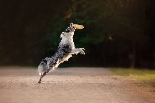 El perro atrapa el disco. Deportes con la mascota. Collie fronterizo activo — Foto de Stock