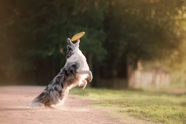 El perro atrapa el disco. Deportes con la mascota. Collie fronterizo activo —  Fotos de Stock