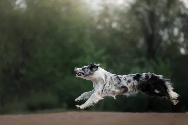 Der Hund fängt die Scheibe ein. Sport mit dem Haustier. Aktiver Border Collie — Stockfoto