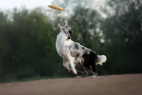Perro Atrapa Disco Deportes Con Mascota Collie Fronteriza Activa Afuera —  Fotos de Stock
