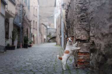 Eski Şehir küçük köpek. Şehir içinde a evde beslenen hayvan.