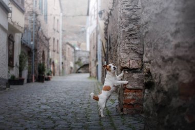 Eski Şehir küçük köpek. Şehir içinde a evde beslenen hayvan.