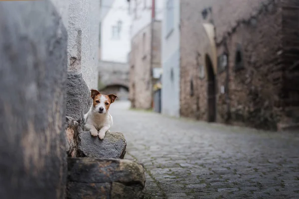 Perro pequeño en el casco antiguo. Una mascota en la ciudad . — Foto de Stock
