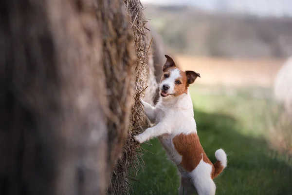 干し草の山の小さな犬。ペットの性質上. — ストック写真