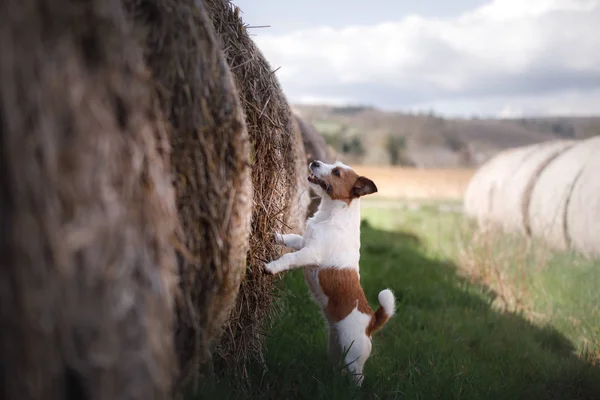 小型犬は Haystack の中で立っています 自然をペットします ジャック ラッセル テリア — ストック写真