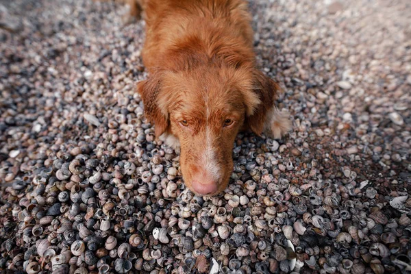 Perro acostado en conchas marinas en la playa — Foto de Stock