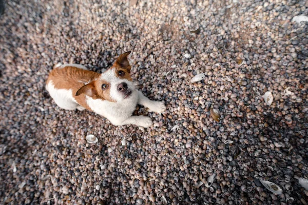 Cão Deitado Conchas Praia Jack Russell Terrier — Fotografia de Stock
