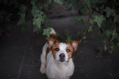 Şehrin bir köpek. Evde beslenen hayvan ile seyahat. Küçük Jack Russell