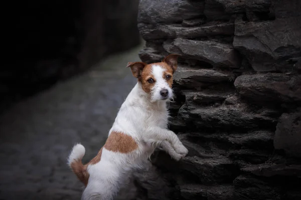 A dog in the city. Traveling with the pet. Little Jack Russell — Stock Photo, Image