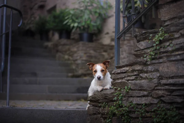 En hund i staden. Reser med sällskapsdjur. Lilla Jack Russell — Stockfoto