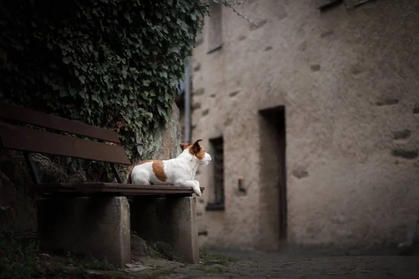 Ein Hund in der Stadt. Reisen mit dem Haustier. Kleiner Wagenheber — Stockfoto