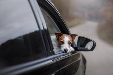 Arabada köpektir. evde beslenen hayvan seyahat etmek