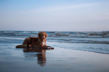 köpek sahilde denizin kenarında yalan. Tatilde evde beslenen hayvan