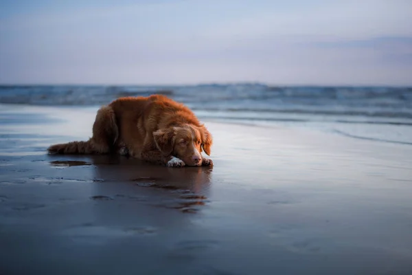 Chien couché sur la plage, au bord de la mer. Animaux en vacances — Photo