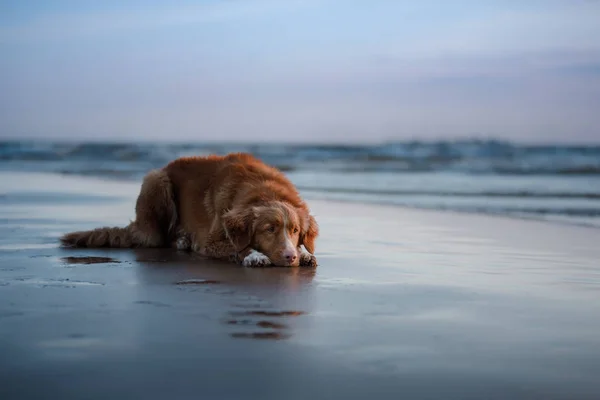 Cane sdraiato sulla spiaggia, in riva al mare. Animali in vacanza — Foto Stock