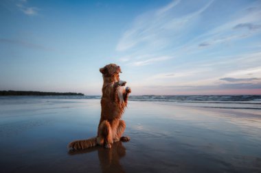 köpek onun pençe verir. Deniz, bir tatil ve sağlıklı bir yaşam tarzı a evde beslenen hayvan