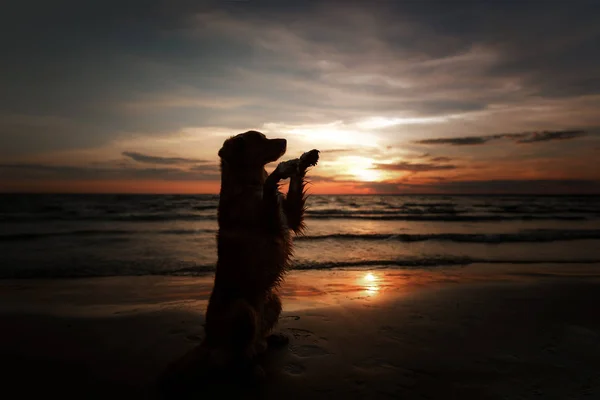 the dog gives his paw. A pet on the sea, a vacation and a healthy lifestyle. Nova Scotia Duck Tolling Retriever in nature